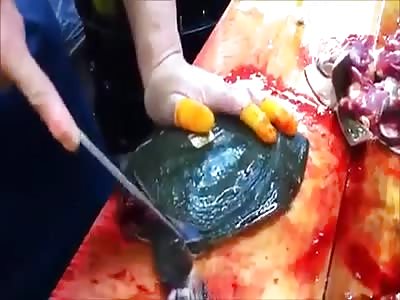 Who wants to dine? prepare a delicious turtle, 