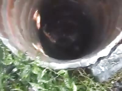 the man is taken out of the septic tank in a state of putrefaction wtf