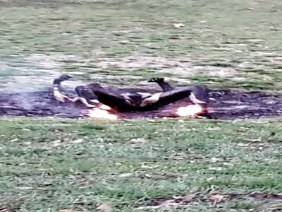 Renowned Gay Rights Lawyer Self-Immolates in Protest of Climate Policy