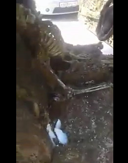 Car stayed 10 years under the sea