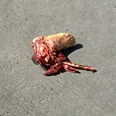 Another person Crushed by Truck  ...