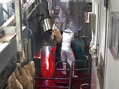 (Extremely Graphic) Cruelty at Carrum Meatworks Abattoir
