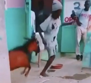 That Man Stood No Chance: Goat vs. One Legged Man!