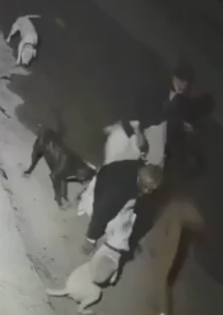 Dangerous Street Dogs Attack an Old Man in Karachi 