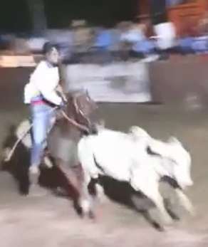 The Bull Always Wins! 