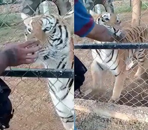 Never Play with a Big Cat