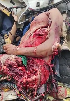 It's a Mess...and They're Alive!