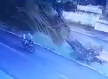 Dude Critically Injured As A Whole Tree Falls On His Head