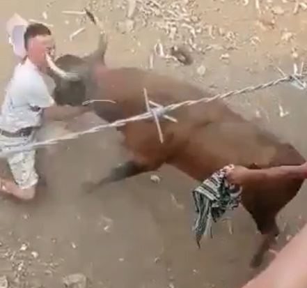 FUCK! Bull Literally Rips Man's Face In HALF