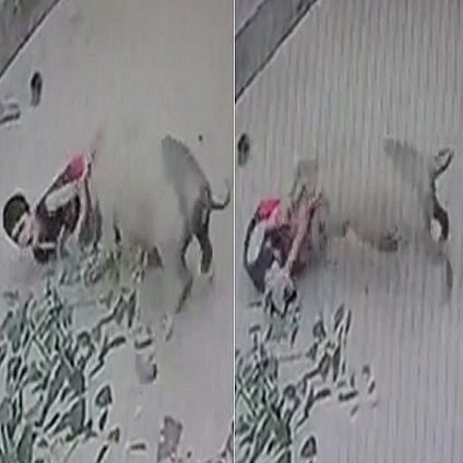 Maharashtra Kid Sustains Severe Injuries In Pig Attack 