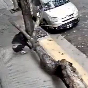 WOW: Final Destination Tree Falling Edition.