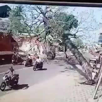 The Tree Wins This Time