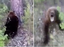Moronic Idiot Walks up on Bear.. Pays the Price 