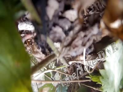 Video of the death of a soldier of the armed forces of Ukraine on a mine