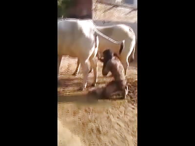 Indian Breakfast of Champions