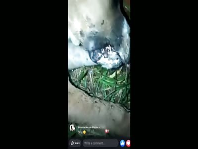 Dude found his dog killed by his Ex.