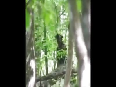 Bigfoot makes a big stink compilation