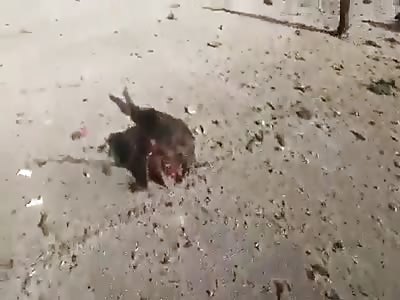 Bombardment in Syria Leaves 11 Dead at the Least