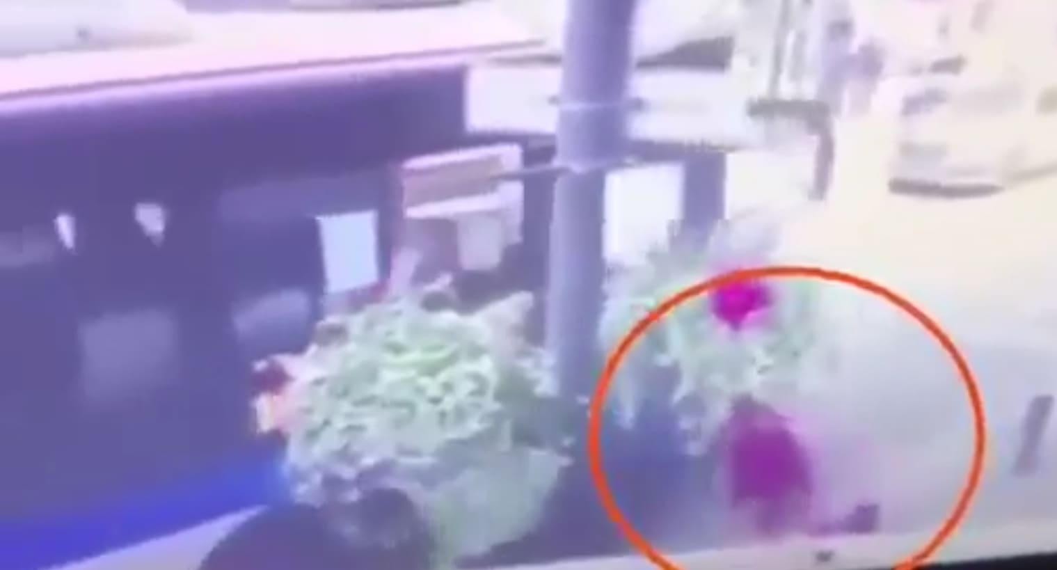 Woman Crawls Under Wheels of a Bus