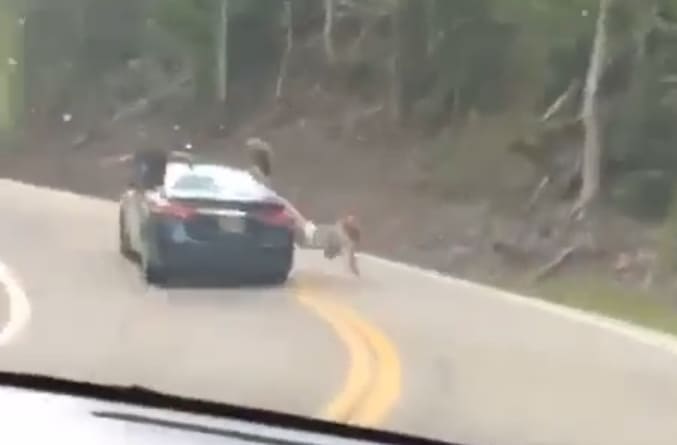 Idiot Falls While Hanging Out of Car