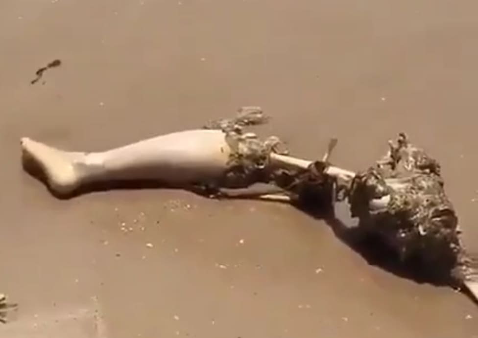 Looks Like Jaws Had a Snack