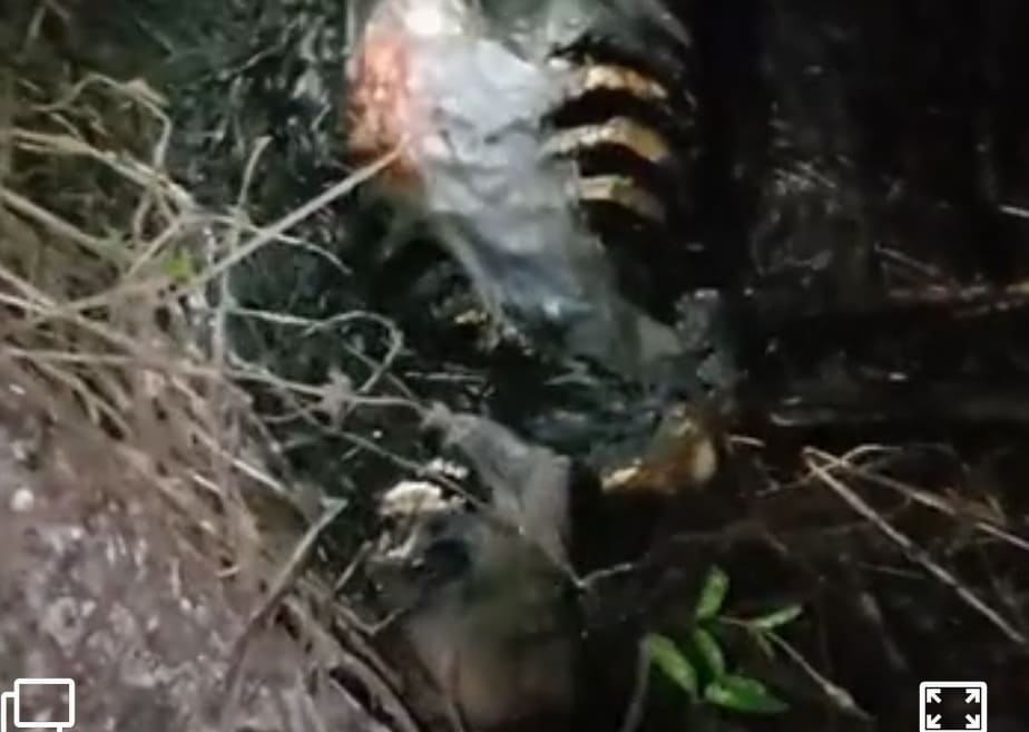 Gruesome Find in the Jungle