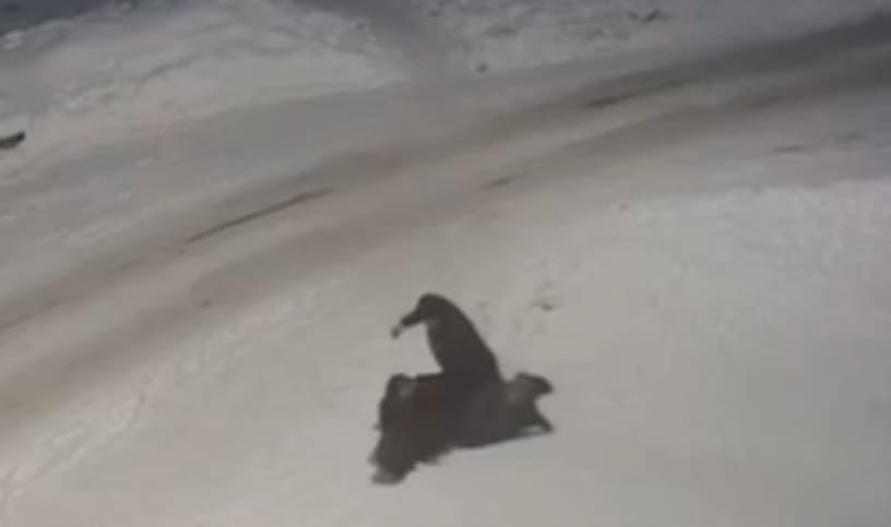 Lunatic Stabs Father-in-Law to Death