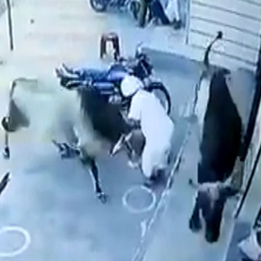 Elderly Man Killed During Fight Between Bulls