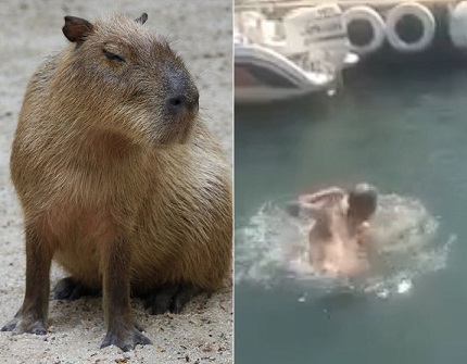 When Capybaras Attack