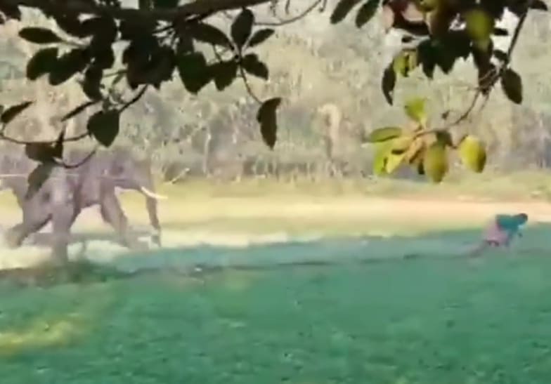 Villager Chased And Stomped By Elephant
