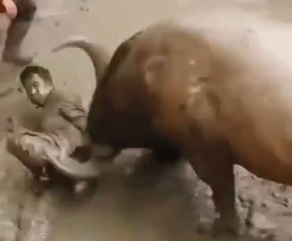 Instant Regret Jumping In The Ring