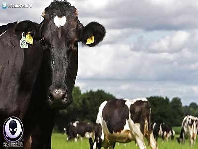 32 COWS Wiped Out By Something In The Sky