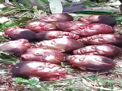 Massacre Of Civilians In Nigeria.