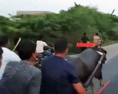 Bullock Cart Race Goes Wrong