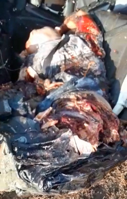 Calamity Strikes a Family in a Car