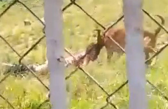 SHOCK: Kid Killed by Two Pit-Bulls (w/Aftermath)