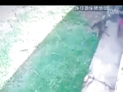 woman being attacked by a pit bull