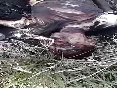 Man killed and burned in the forest