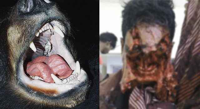 FUCKING HELL! A BEAR DID THIS