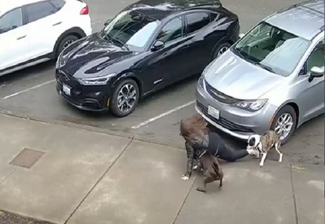 Woman's Leg Turns into a Chew Toy when Pitbulls Escape