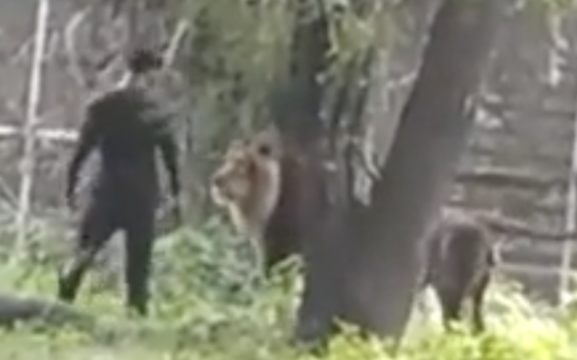 Drunk Man Jumped into a Lion Cage at Zoo