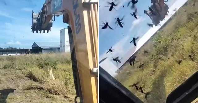  Is he Alive? Guy Removes Hornet's Nest To Disastrous Results,