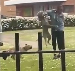 Woman Mauled by 3 Pitbull's 