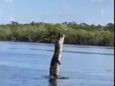 WHOA! This Alligator Can Damn Near Fly...WTH?