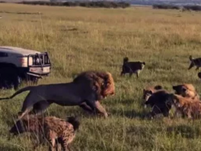 Lion King vs 30 Hyenas! Rare KILL!