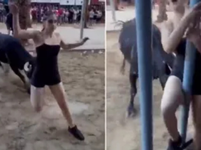 Horny and Angry, Bull Goes after the Hot Chick.