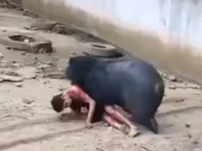 Got too Close to the Bear Exhibit, Eaten Alive in Front of Crowd.