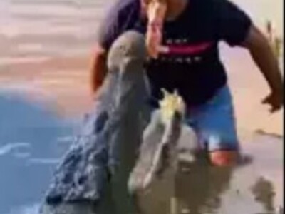 Absolute Moron vs Aligator