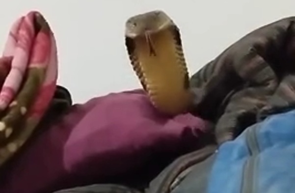 Wake up to a King Cobra in your Bed. Nightmare come True