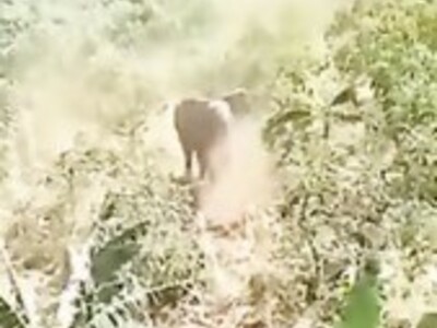 Elephants are SCARY When they Get Angry!